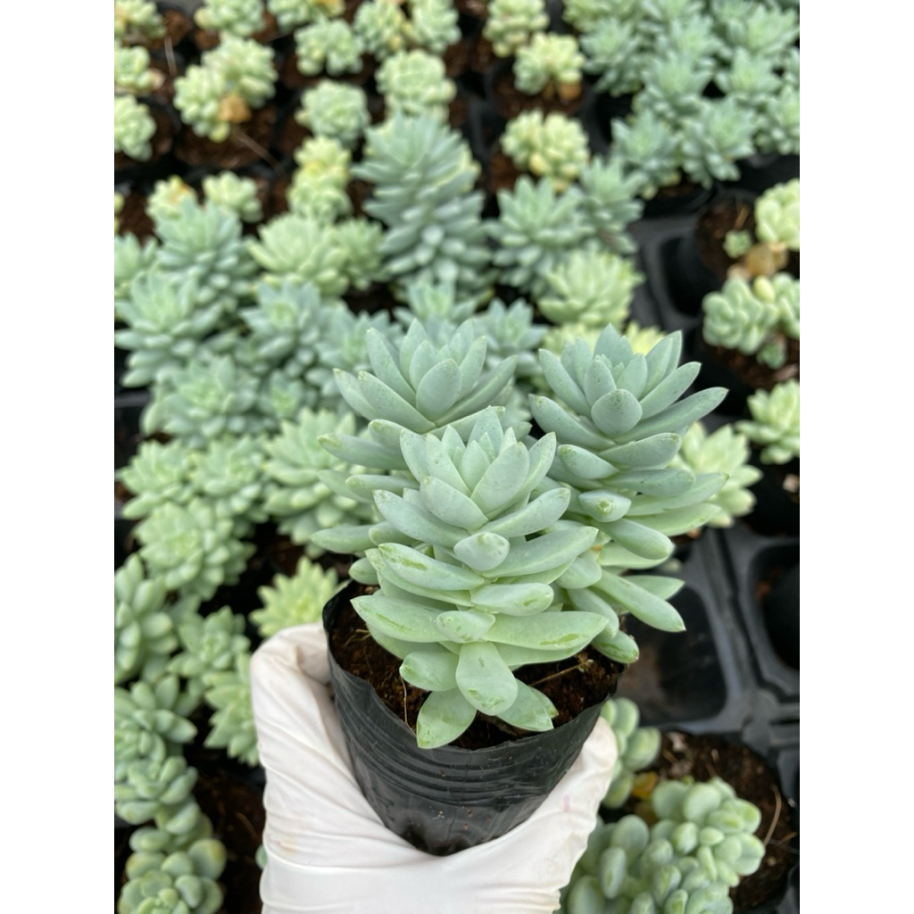 sen đá chuỗi ngọc lam LINHDAN GARDEN. Size bầu 5cm lỗi 1 đổi 1!