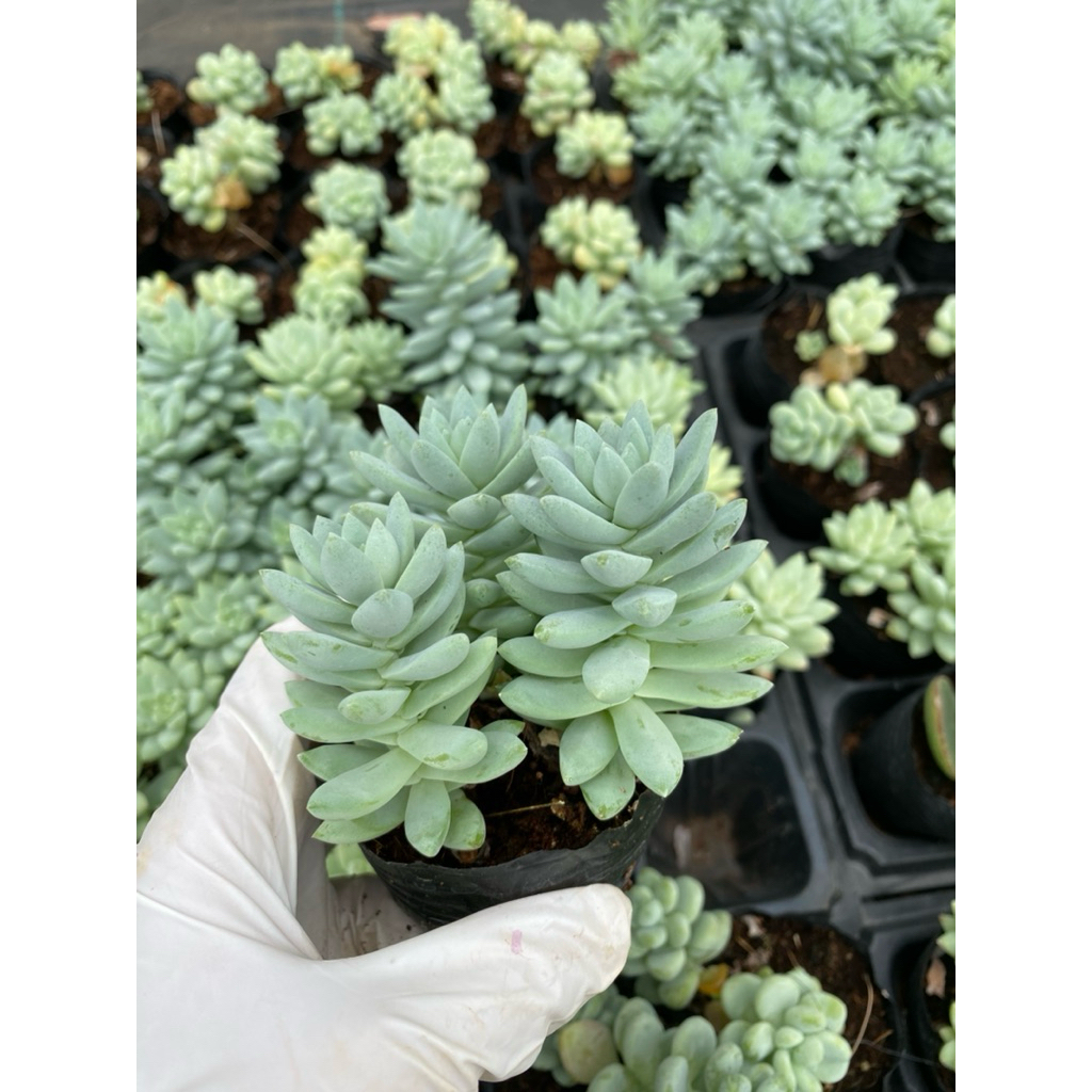sen đá chuỗi ngọc lam LINHDAN GARDEN. Size bầu 5cm lỗi 1 đổi 1!