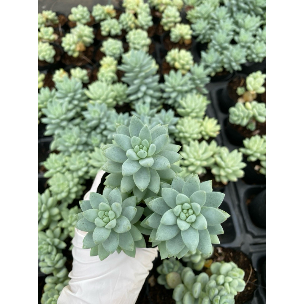 sen đá chuỗi ngọc lam LINHDAN GARDEN. Size bầu 5cm lỗi 1 đổi 1!