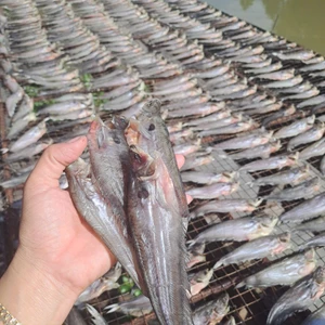 500g Khô Cá Chèn Ăn Nhạt – Thịt Ngọt, Chiên/Nướng Đều Ngon