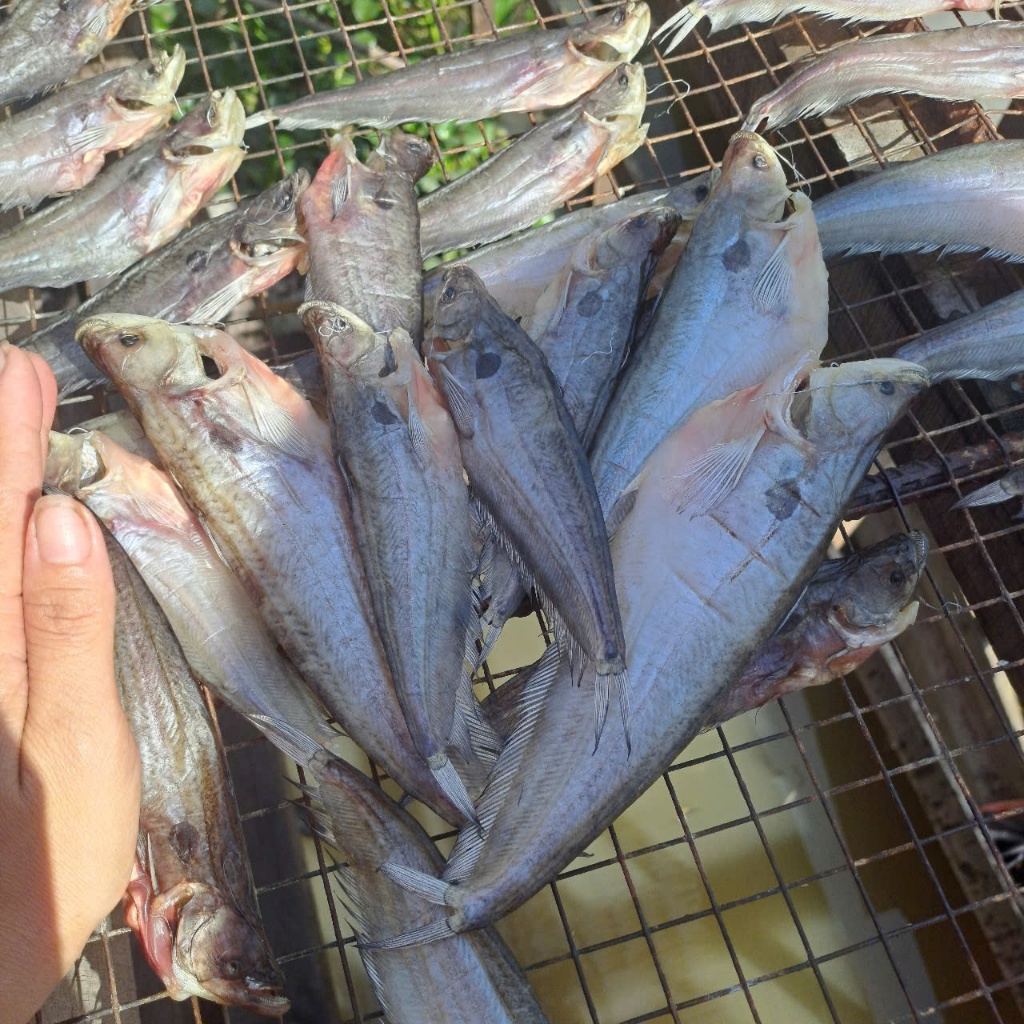 500g Khô Cá Chèn Ăn Nhạt – Thịt Ngọt, Chiên/Nướng Đều Ngon