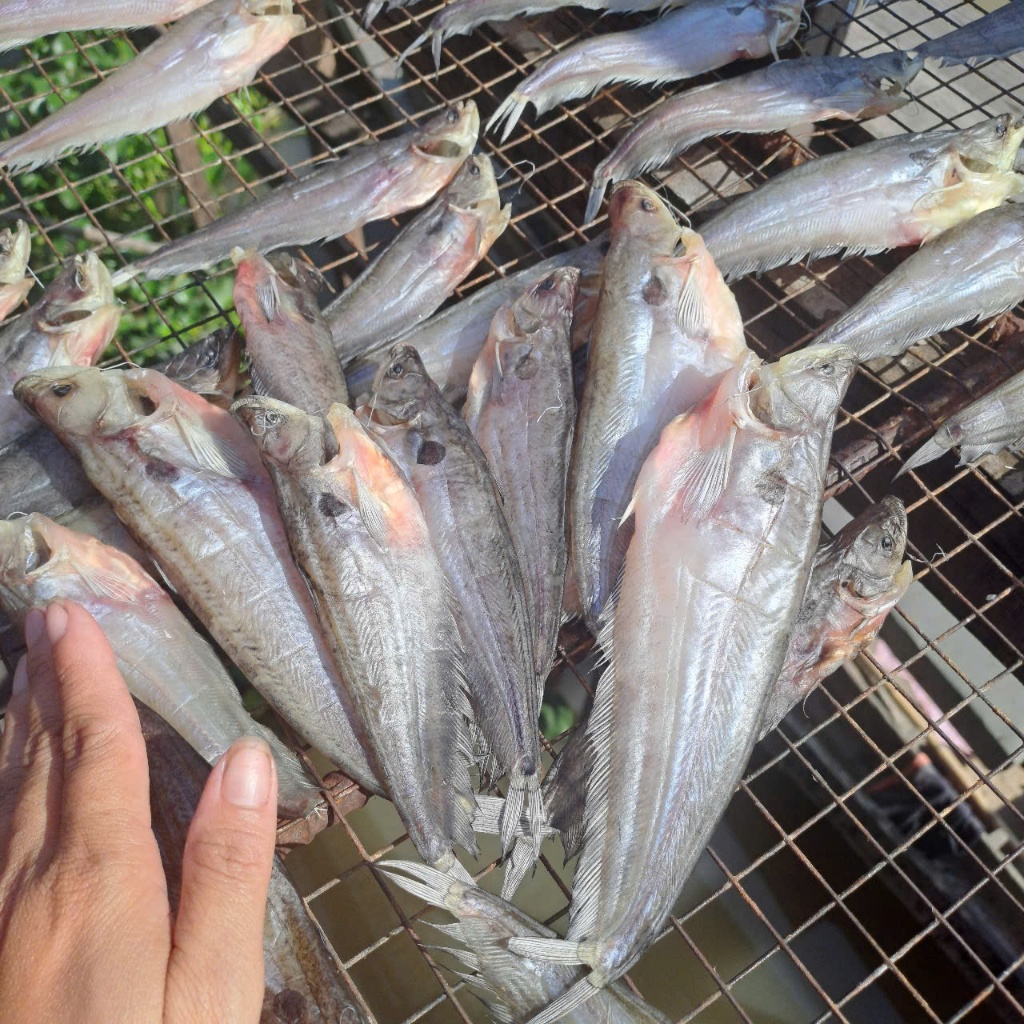 500g Khô Cá Chèn Ăn Nhạt – Thịt Ngọt, Chiên/Nướng Đều Ngon