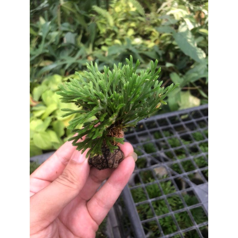Trường sinh thảo siêu bonsai mini,cây thuỷ canh, thuần vườn.Cao 5-7cm