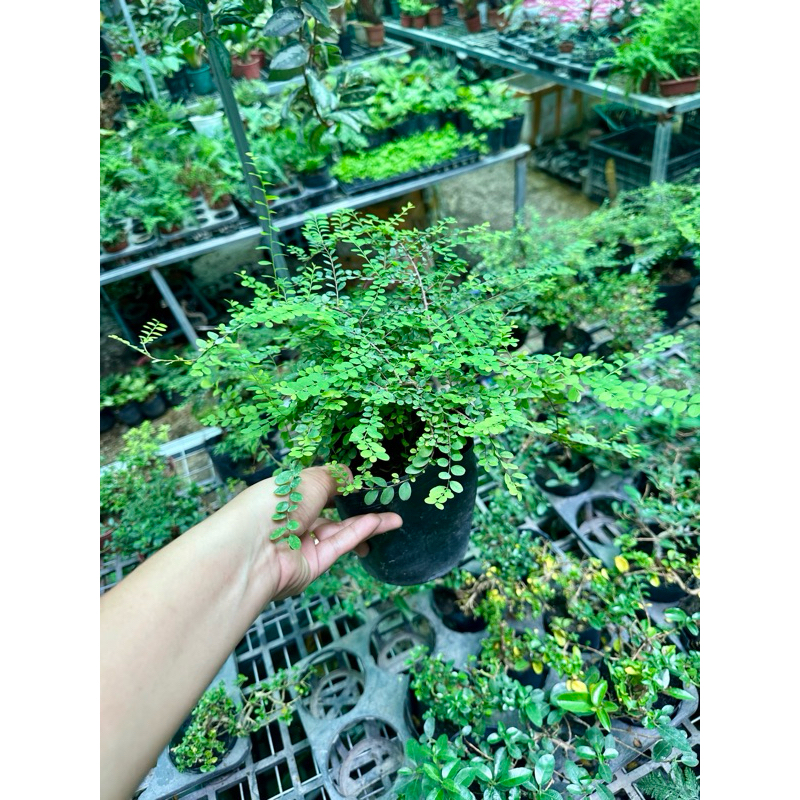 sơn liễu bán cạn,thuỷ canh,bonsai