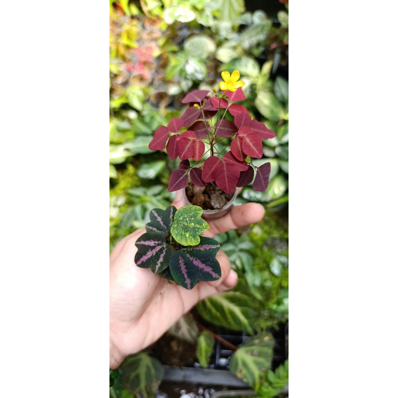 Chanh leo mini(Passiflora Trifasciata).chanh leo tím mini,trồng sân vườn,bán cạn,terarium