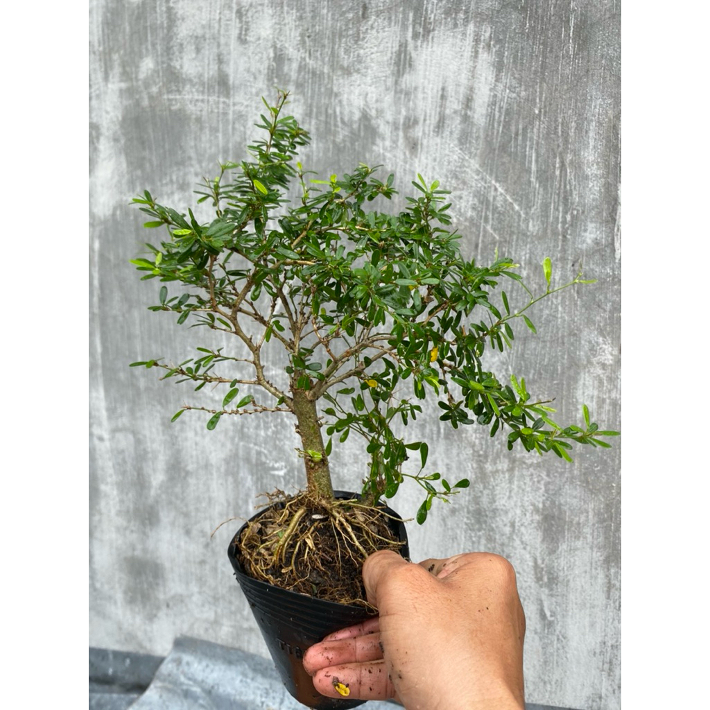 cây linh sam 86 mini giao ngẫu nhiên giao tới nơi lá vàng và rụng trồng ...
