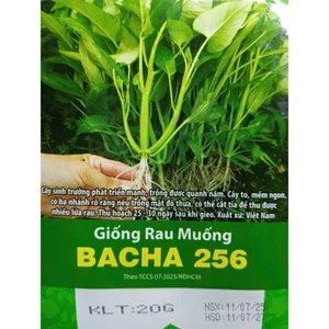HẠT GIỐNG RAU MUỐNG BACHA 256 - CHÍNH HÃNG RẠNG ĐÔNG ( DATE MỚI NHẤT)