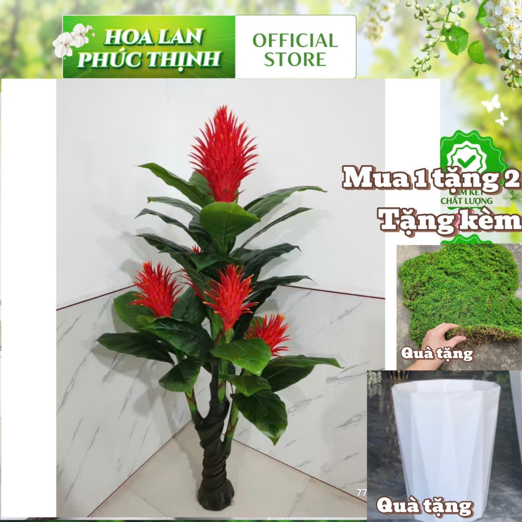 tặng chậu rêu-cây đuốc 5 bông 1,7m(cây phát tài, cây thanh long) -tặng ...