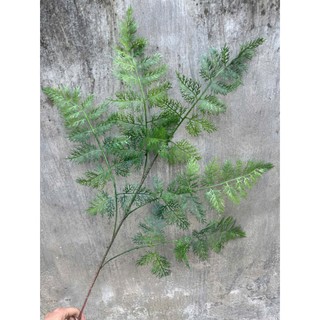 Cành dương sỉ 5 nhánh dài 1m, lá nhựa mềm tạo cảm giác chân thật