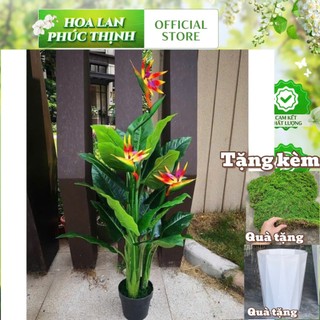 bộ thiên điểu 1m4( 3 cây) tặng chậu nhựa kim cương và 1 thảm rêu cao cấp