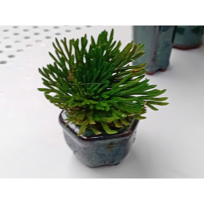 Trường sinh thảo siêu bonsai mini,cây thuỷ canh, thuần vườn.Cao 5-7cm