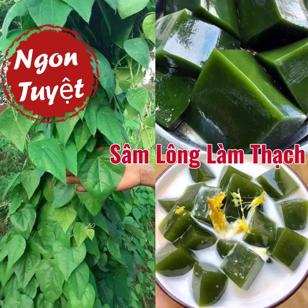 Hạt Giống Sâm Lông Làm Thạch Cực Ngon Rất Dễ Trồng Lâu Năm
