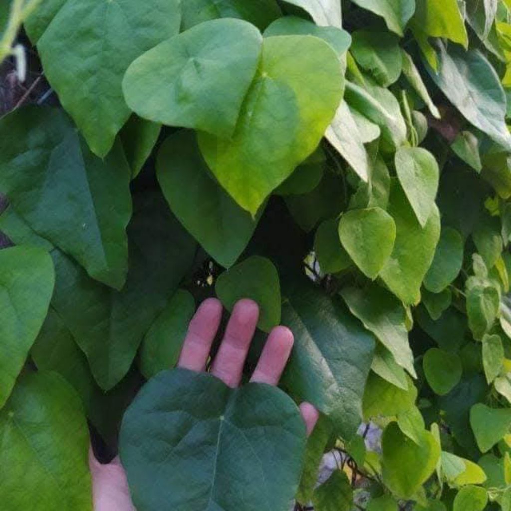 Hạt Giống Sâm Lông Làm Thạch Cực Ngon Rất Dễ Trồng Lâu Năm
