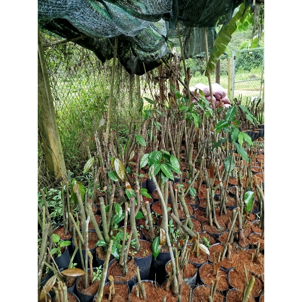 Cây rau nhíp rừng - Combo 5 cây cỡ que đũa.