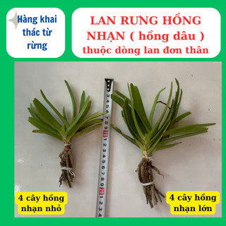 Lan rừng hồng nhạn có hương thơm, lâu tàn dể ra hoa