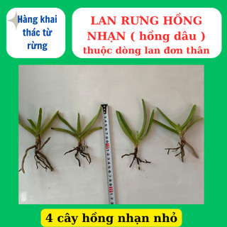 Lan rừng hồng nhạn có hương thơm, lâu tàn dể ra hoa