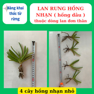 Lan rừng hồng nhạn có hương thơm, lâu tàn dể ra hoa