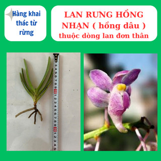 Lan rừng hồng nhạn có hương thơm, lâu tàn dể ra hoa