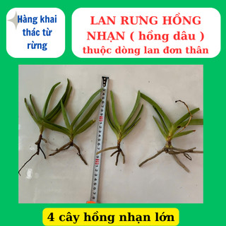 Lan rừng hồng nhạn có hương thơm, lâu tàn dể ra hoa