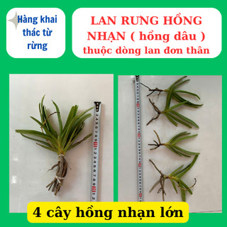 Lan rừng hồng nhạn có hương thơm, lâu tàn dể ra hoa
