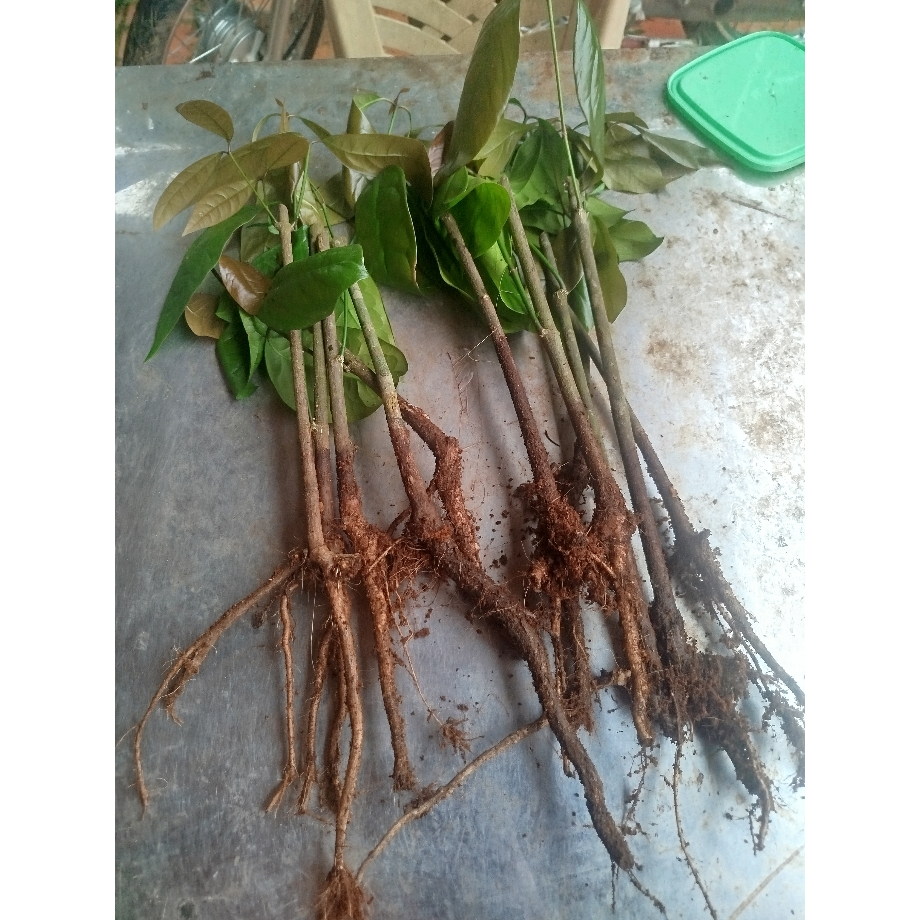 Cây rau nhíp giống - Cỡ ngón tay út - Combo 20 cây