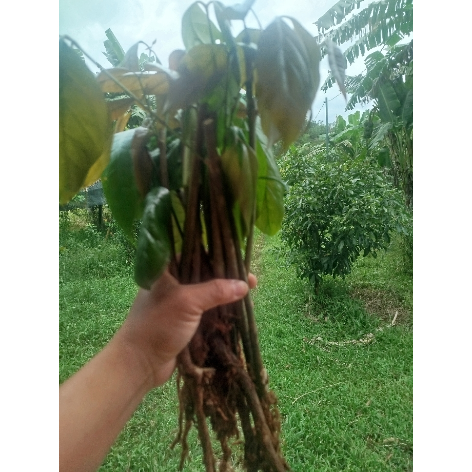 Cây rau nhíp rừng - Combo 5 cây cỡ que đũa.