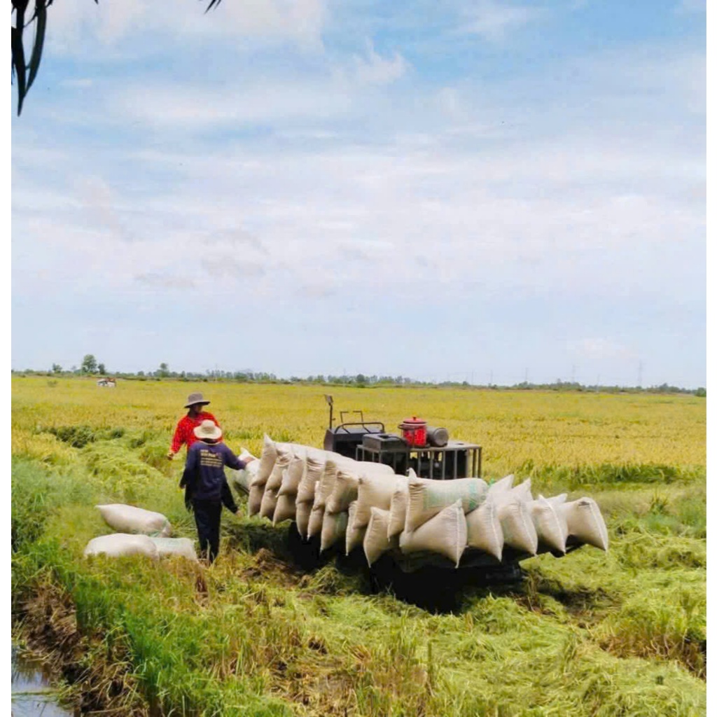 10kg Gạo OM5451 - lúa đồng biển Kiên Giang - dẻo, mềm - giá hợp lí