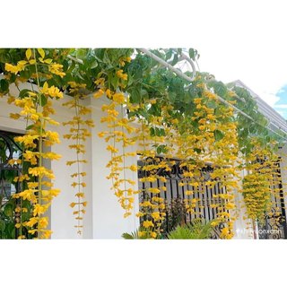 [HẠT THU VƯỜN] - Hạt giống lan Hoàng Dương, hạt thu tách trực tiếp dễ lên mầm