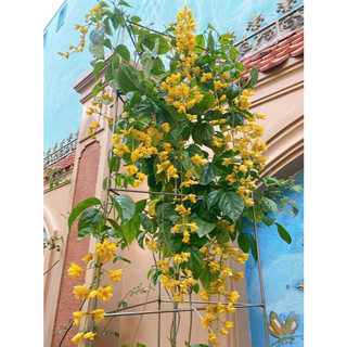 [HẠT THU VƯỜN] - Hạt giống lan Hoàng Dương, hạt thu tách trực tiếp dễ lên mầm