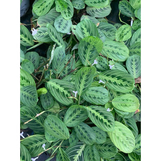 Chậu mềm Lemon Lime Maranta - Đuôi công xương cá xanh - Trang trí nhà cửa, sân vườn - Vườn Như Ngọc