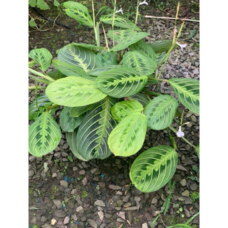 Chậu mềm Lemon Lime Maranta - Đuôi công xương cá xanh - Trang trí nhà cửa, sân vườn - Vườn Như Ngọc