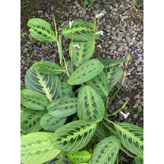 Chậu mềm Lemon Lime Maranta - Đuôi công xương cá xanh - Trang trí nhà cửa, sân vườn - Vườn Như Ngọc
