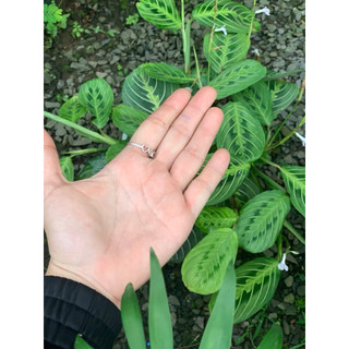 Chậu mềm Lemon Lime Maranta - Đuôi công xương cá xanh - Trang trí nhà cửa, sân vườn - Vườn Như Ngọc