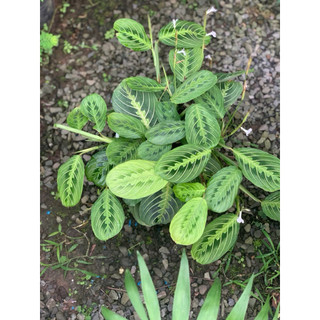 Chậu mềm Lemon Lime Maranta - Đuôi công xương cá xanh - Trang trí nhà cửa, sân vườn - Vườn Như Ngọc