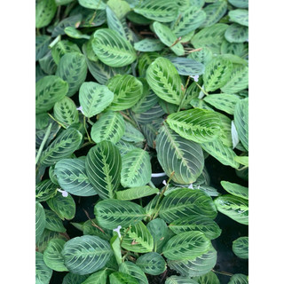 Chậu mềm Lemon Lime Maranta - Đuôi công xương cá xanh - Trang trí nhà cửa, sân vườn - Vườn Như Ngọc