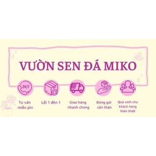 Set sen đá trồng sẵn chậu 9cm mix nhiều loại đa dạng màu sắc thích hợp làm quà tặng MẦM NẮNG GARDEN  lỗi 1 đền 1