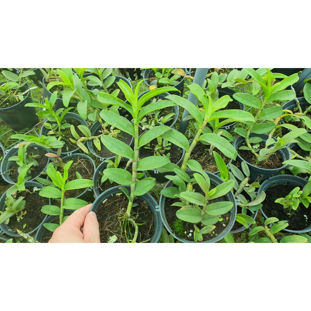 Phi Điệp Tím Siêu Hoa