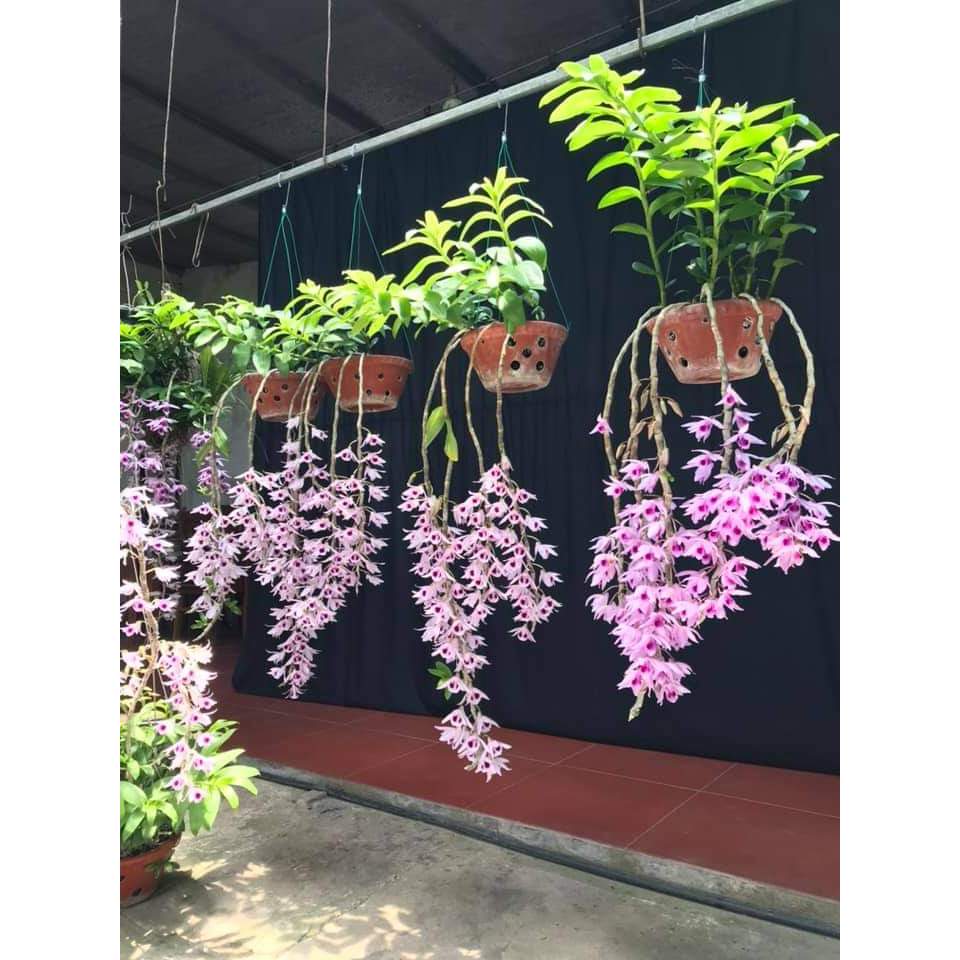 PHI ĐIỆP HÒA BÌNH