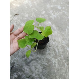 Bầu dây dưa leo nhanh ra trái, bầu 2 dây