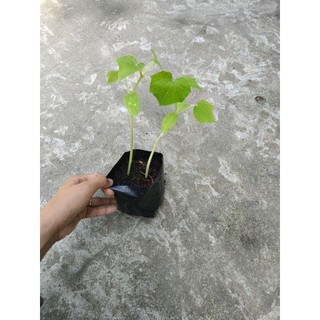 Bầu dây dưa leo nhanh ra trái, bầu 2 dây