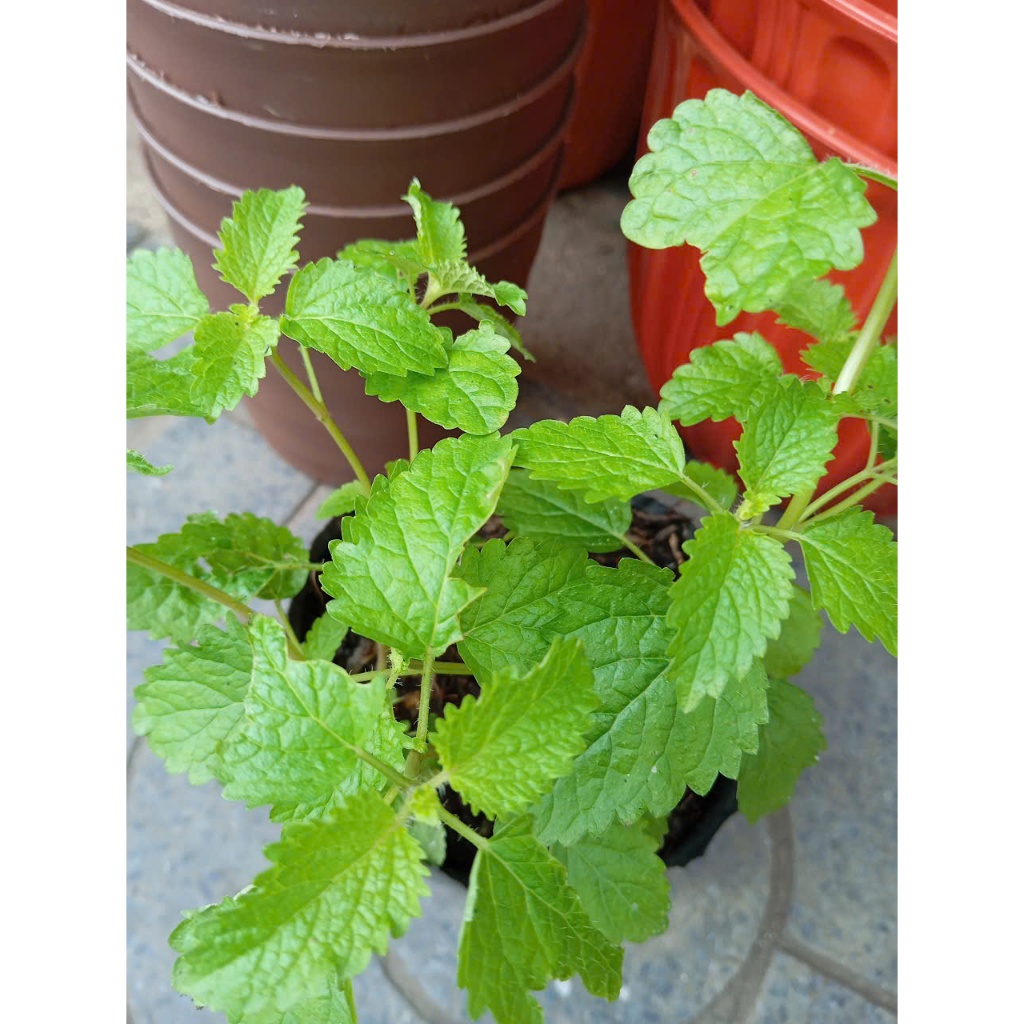 HẠT GIỐNG BẠC HÀ CHANH LEMON BALM 601 - CHÍNH HÃNG RẠNG ĐÔNG ( DATE MỚI NHẤT)