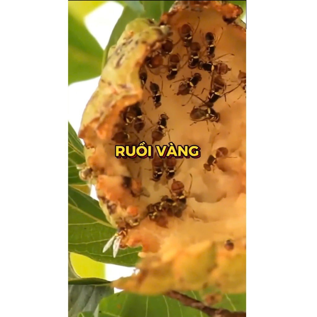 Chai Keo Xịt Ruồi Vàng Đục Bông, Đục Trái 260ml Hương Thơm Dẫn Dụ, Không Bị Rửa Trôi, An Toàn, Hiệu Quả