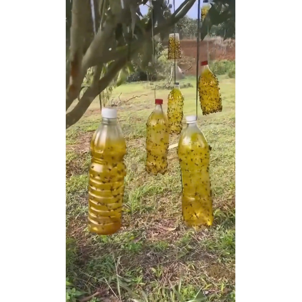 Chai Keo Xịt Ruồi Vàng Đục Bông, Đục Trái 260ml Hương Thơm Dẫn Dụ, Không Bị Rửa Trôi, An Toàn, Hiệu Quả