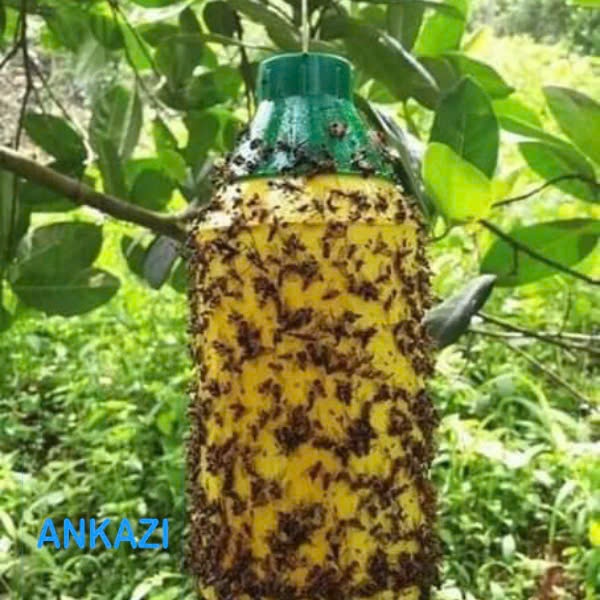 Chai Keo Xịt Ruồi Vàng Đục Bông, Đục Trái 260ml Hương Thơm Dẫn Dụ, Không Bị Rửa Trôi, An Toàn, Hiệu Quả