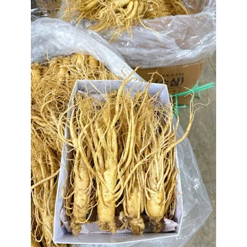 Nhân Sâm Tươi Hàn Quốc Size 8 Củ 1 Kg, Hút chân Không Từng Củ - Sâm Tươi Bán Lẻ Củ