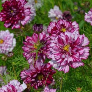 SỈ 1 LẠNG - Hạt giống Sao Nhái Loang (violet) Giống mới về,