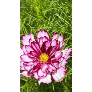 SỈ 1 LẠNG - Hạt giống Sao Nhái Loang (violet) Giống mới về,