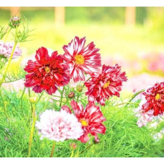 SỈ 1 LẠNG - Hạt giống Sao Nhái Loang (violet) Giống mới về,