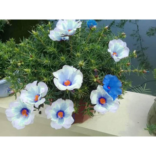 hạt giống 10h cánh đơn, mix đủ 10 màu siêu xinh, gieo là lên