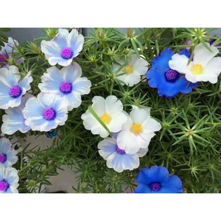 hạt giống 10h cánh đơn, mix đủ 10 màu siêu xinh, gieo là lên